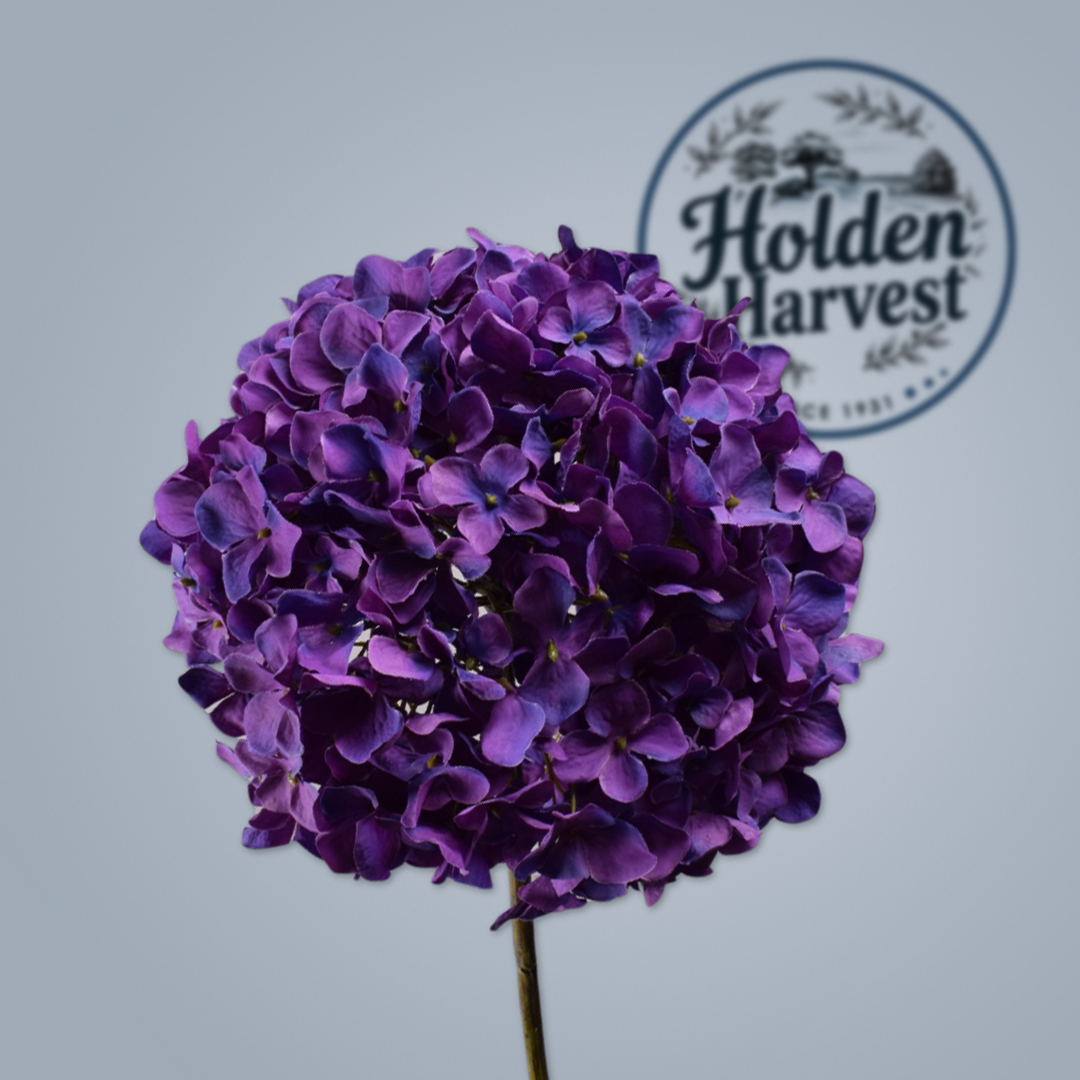 Hydrangea
